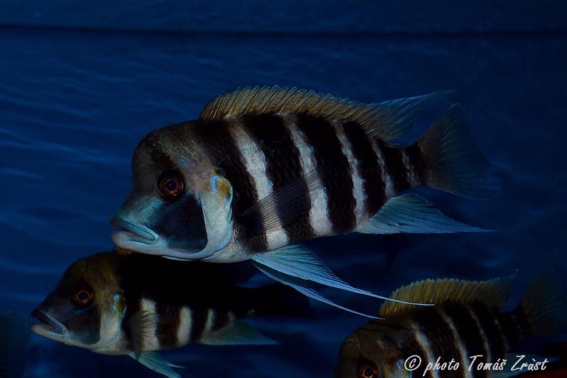 Cyphotilapia frontosa 'Kigoma'